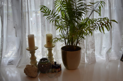 The Benefits of Cedar Essential Oil